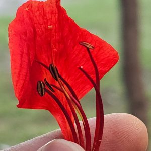 A Flower