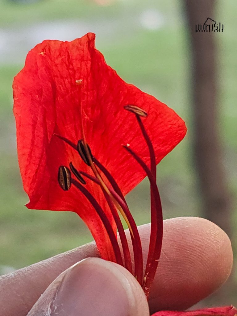A Flower